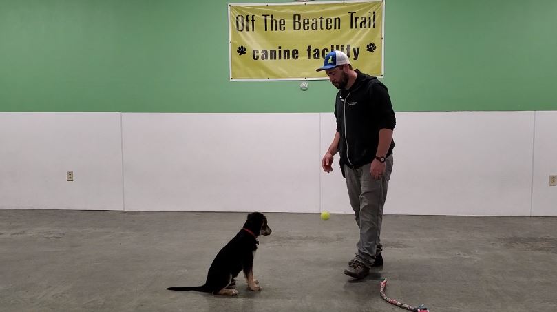 Advanced Obedience Training